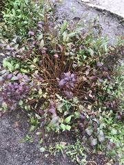 Physocarpus opulifolius