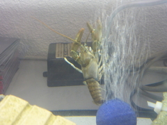 Austropotamobius torrentium