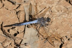 Orthetrum caledonicum