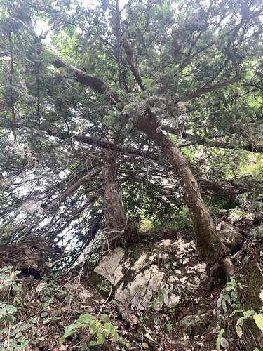 Tisa (Taxus baccata)