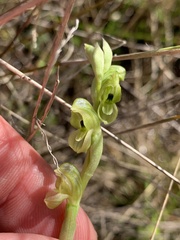 Pterostylis bicolor