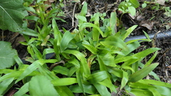 Murdannia loriformis