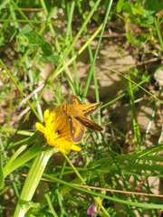 Taractrocera papyria agraulia
