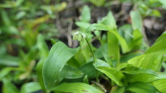 Murdannia loriformis