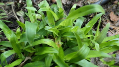 Murdannia loriformis