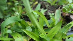 Murdannia loriformis