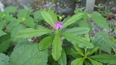 Talinum fruticosum