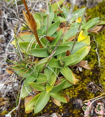 Gentiana clusii