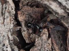 Camponotus mina
