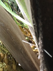 Phelsuma laticauda laticauda