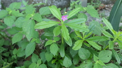 Talinum fruticosum