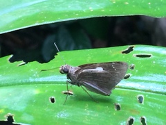 Notocrypta feisthamelii