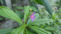 Talinum fruticosum