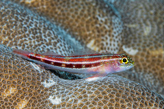 Helcogramma striata