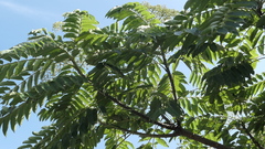 Zanthoxylum ailanthoides