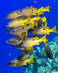 Lutjanus fulviflamma