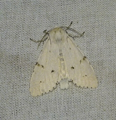 Acronicta leporina