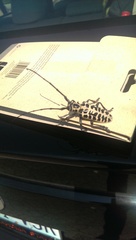 Plectrodera scalator