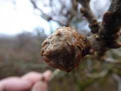 Andricus foecundatrix