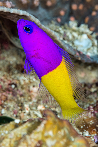 Royal Dottyback (Pictichromis paccagnellorum) · iNaturalist