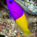 Royal Dottyback - Photo (c) François Libert, some rights reserved (CC BY-NC-SA), uploaded by Francois Libert
