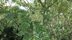 Zanthoxylum ailanthoides