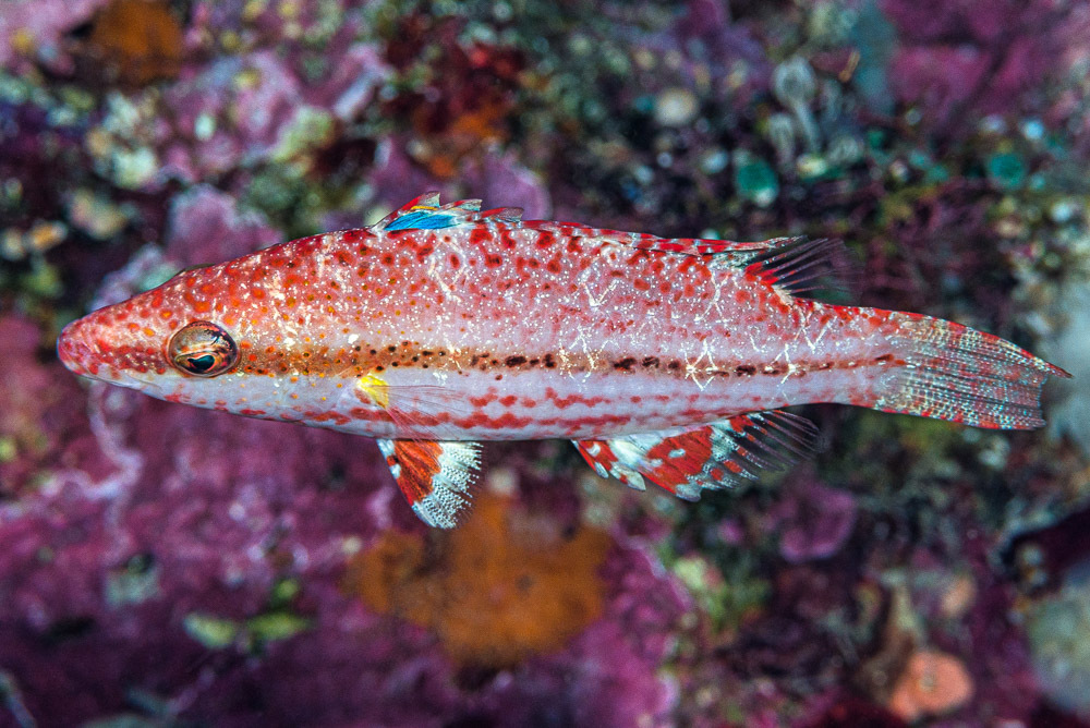 Speckled maori wrasse (Oxycheilinus arenatus) — Labridae