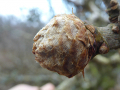 Andricus foecundatrix