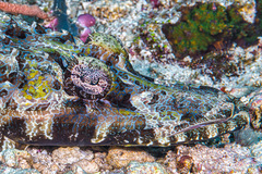 Cymbacephalus beauforti