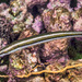 Cigar Wrasse - Photo (c) François Libert, some rights reserved (CC BY-NC-SA), uploaded by François Libert