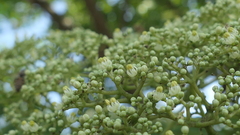 Zanthoxylum ailanthoides