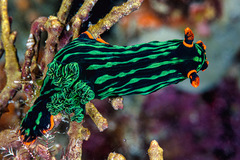Nembrotha kubaryana