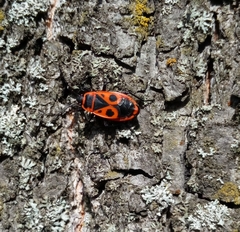 Pyrrhocoris apterus