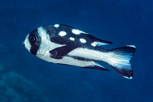Black-and-white Snapper