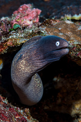 Gymnothorax thyrsoideus
