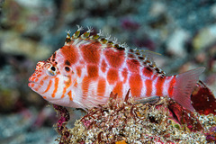 Cirrhitichthys aprinus