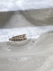 Scrobipalpa ocellatella