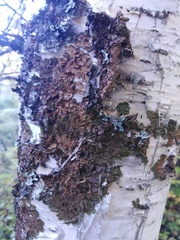 Melanohalea olivacea