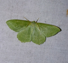Geometra papilionaria