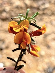 Pultenaea