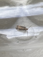 Scrobipalpa ocellatella