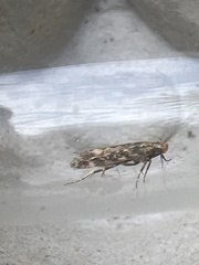 Scrobipalpa ocellatella