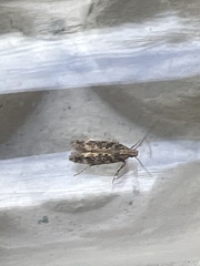 Scrobipalpa ocellatella