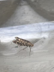 Scrobipalpa ocellatella