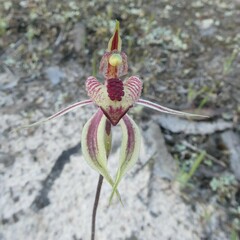 Caladenia cardiochila