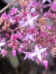Crassula multicava multicava