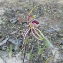 Caladenia cardiochila
