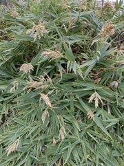 Arundo formosana