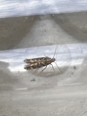 Scrobipalpa ocellatella