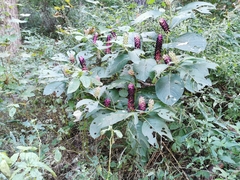 Phytolacca acinosa